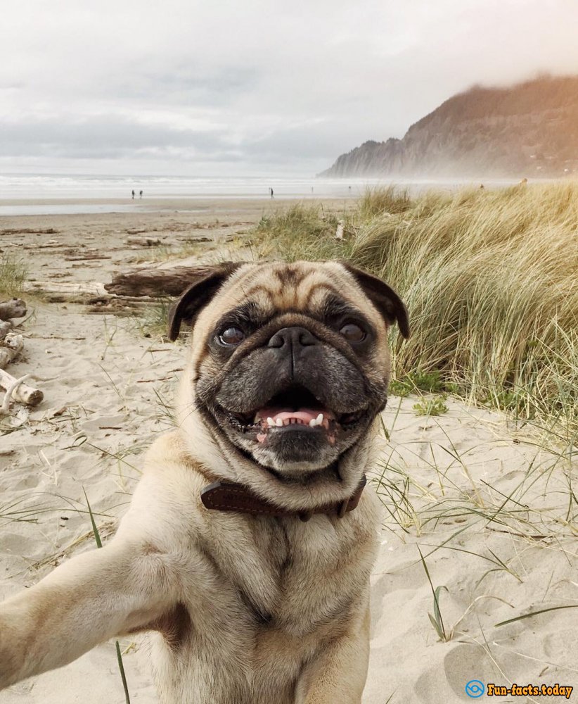 Pets Travelers and Their Amazing Adventures around the World