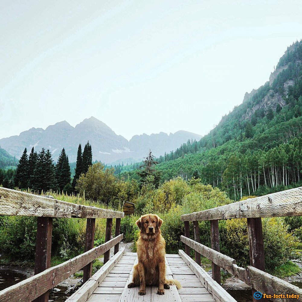 Pets Travelers and Their Amazing Adventures around the World