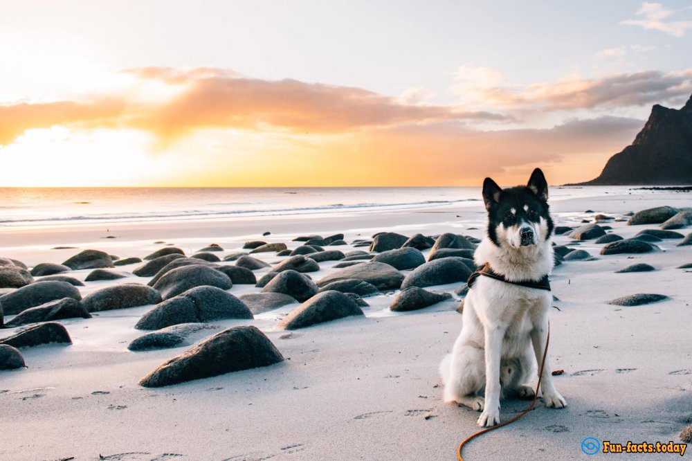 Pets Travelers and Their Amazing Adventures around the World