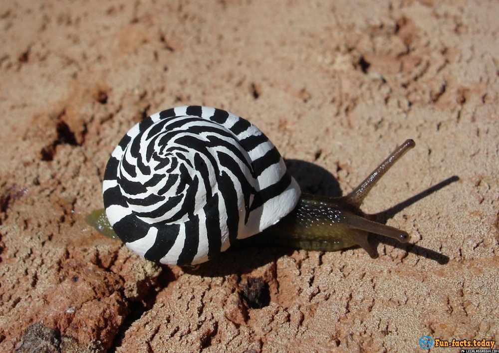 Artists Have Found An Extraordinary Way To Save Snails From Road Hazards