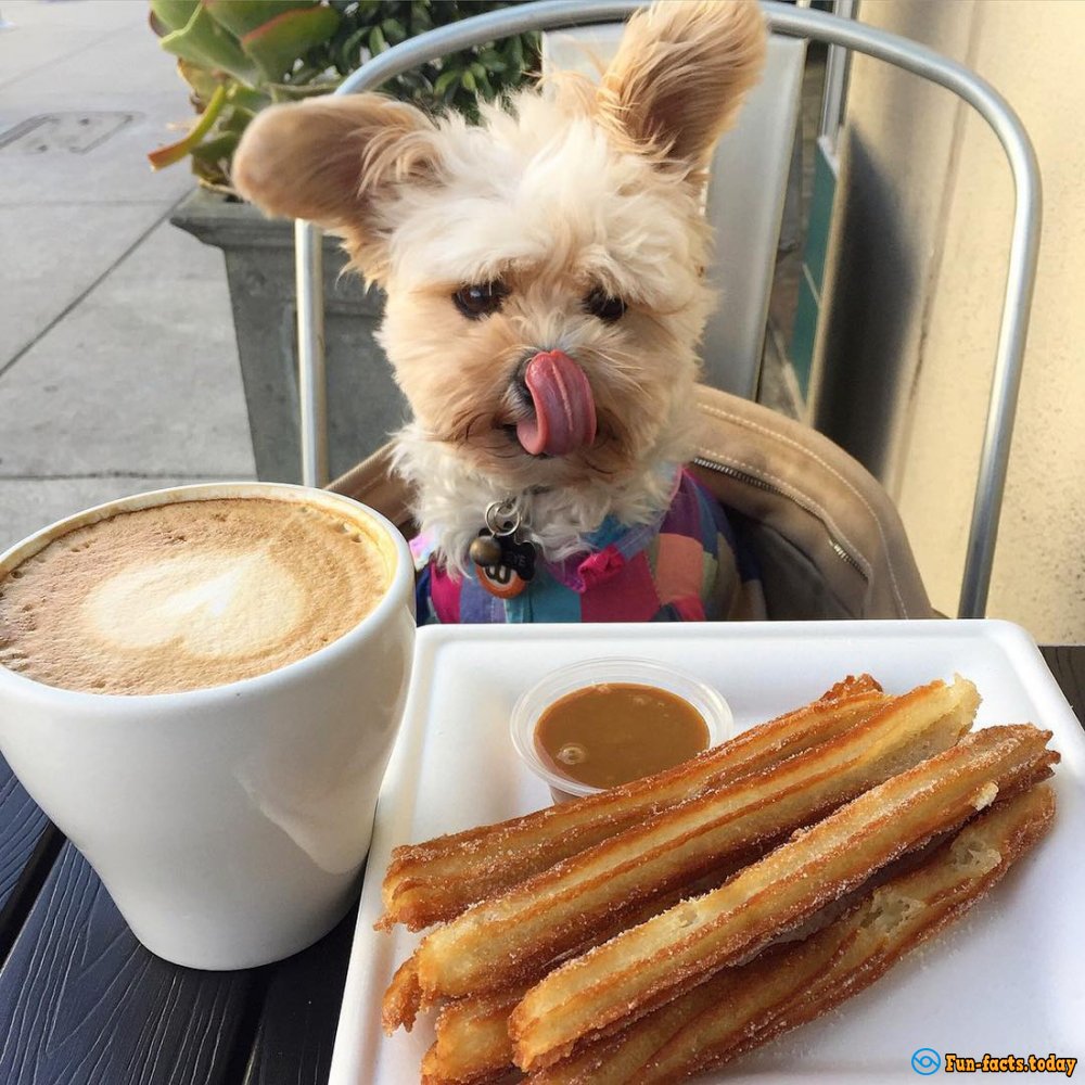 Dog, Nicknamed Popeye Goes To Restaurants More Often Than Many People