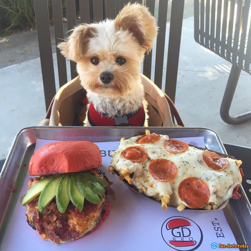 Dog, Nicknamed Popeye Goes To Restaurants More Often Than Many People