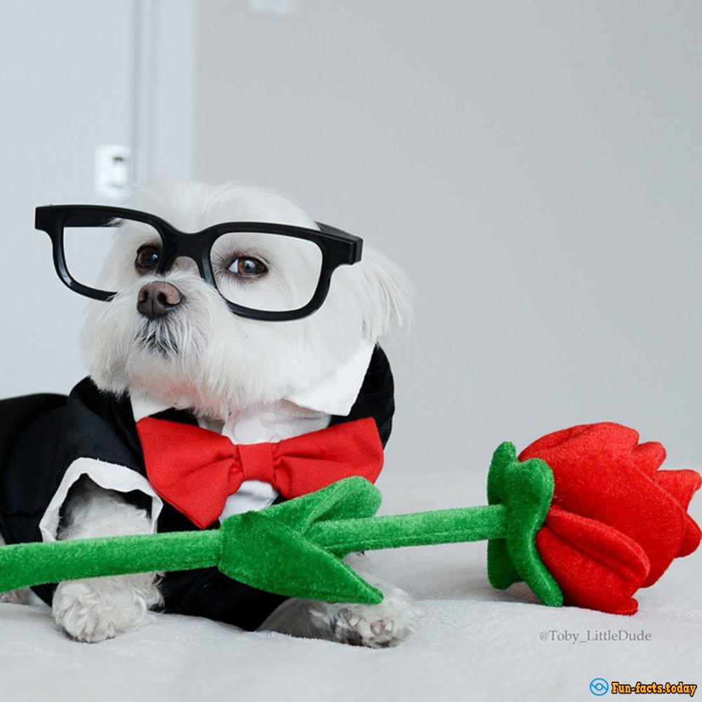 10-Year-Old Bichon Toby - The First Dog-Hipster