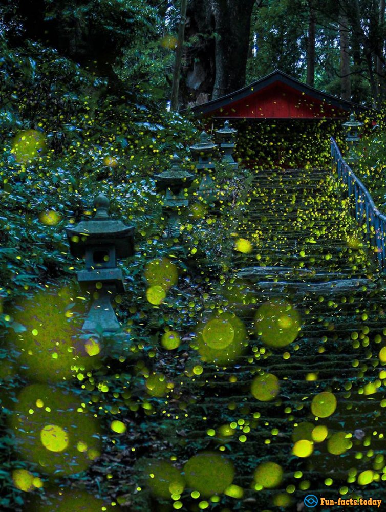 Light Show in the Forest: Fabulous Photos of Fireflies in Japan Hit the Internet