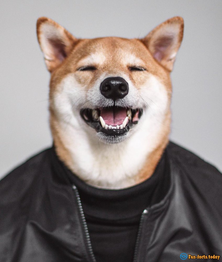 The Most Famous Dog of Instagram Earns $ 15,000 per Month