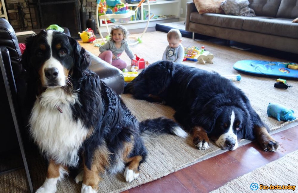 Incredible Friendship of Kids and Huge Dogs Touched the Entire Internet