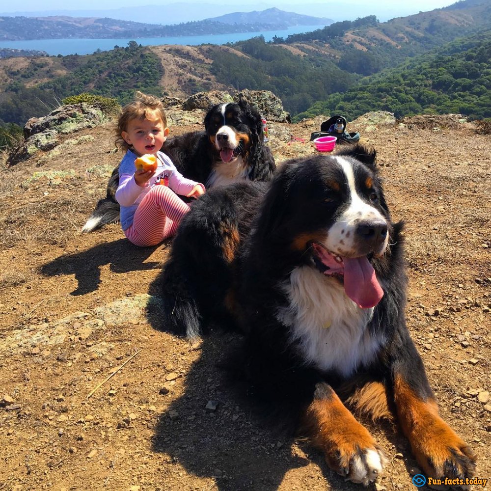 Incredible Friendship of Kids and Huge Dogs Touched the Entire Internet