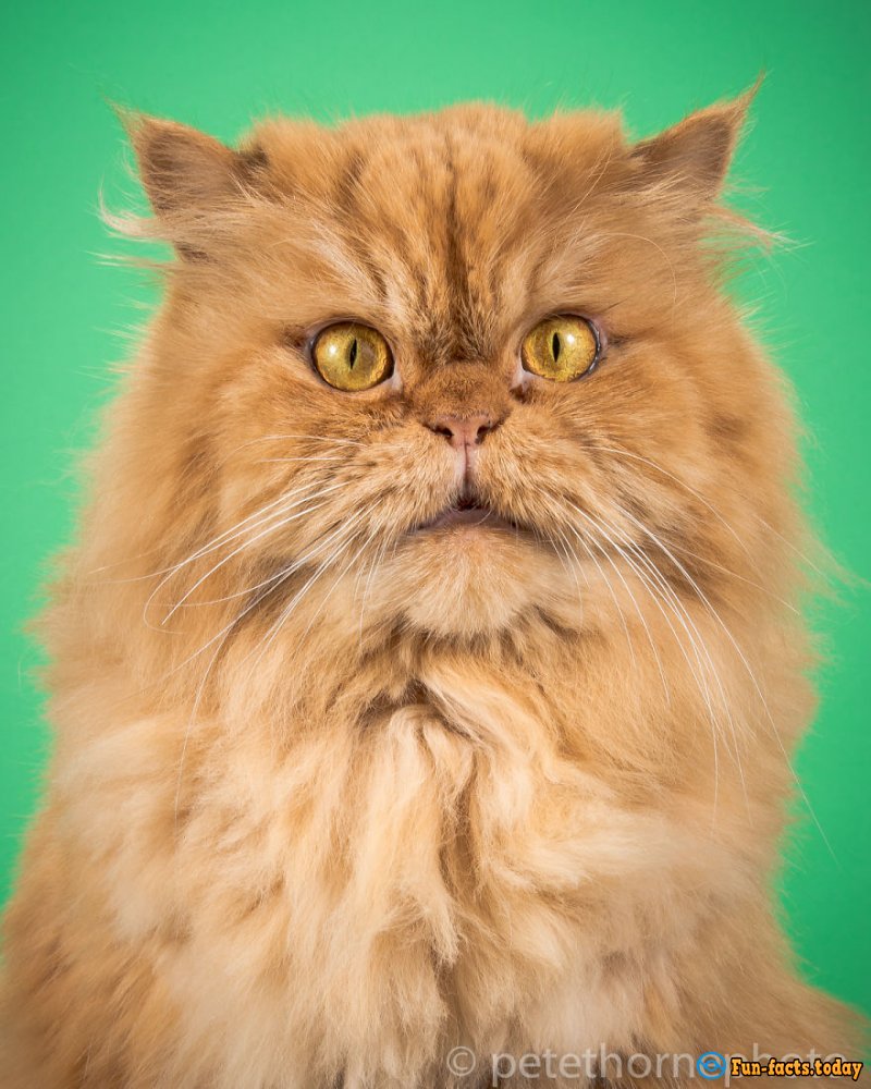 Funny Fat Cats: The Photographer Shoots Cats That Are Not Going To Lose Weight