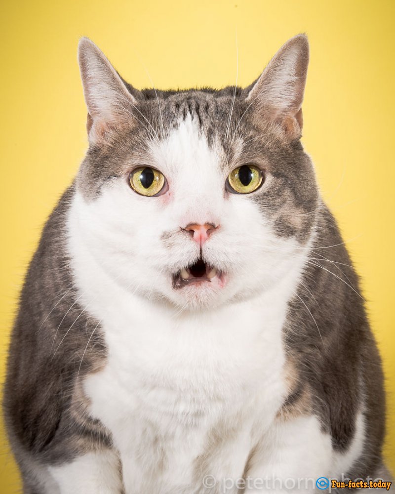 Funny Fat Cats: The Photographer Shoots Cats That Are Not Going To Lose Weight