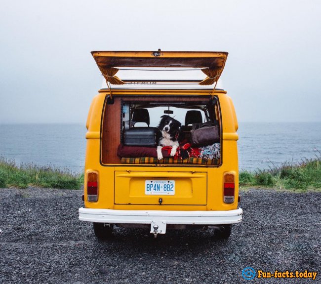 Pets Travelers and Their Amazing Adventures around the World