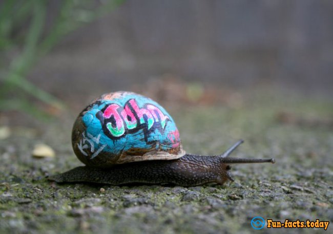 Artists Have Found An Extraordinary Way To Save Snails From Road Hazards