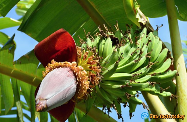 Natural Wonder: Flowers of Bananas, Pineapples and Other Exotic Plants