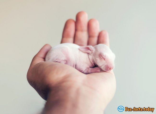 Touching Photo Session of Newborn Rabbit