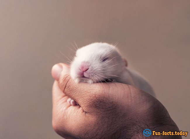 Touching Photo Session of Newborn Rabbit