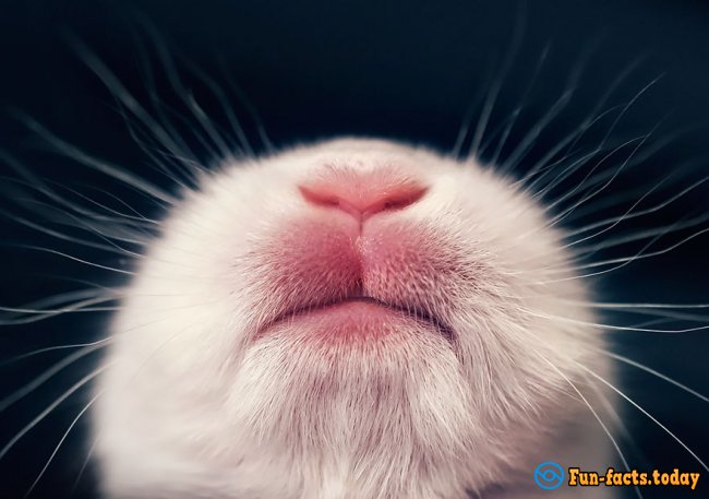 Touching Photo Session of Newborn Rabbit