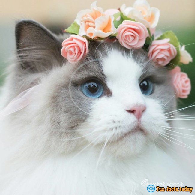 Real Princess! An Adorable Cat in a Dress and Crown Conquered the Internet