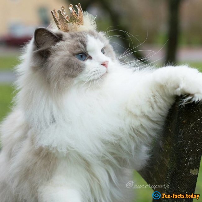 Real Princess! An Adorable Cat in a Dress and Crown Conquered the Internet