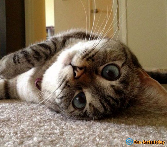 10 Animals of Instagram Which are More Popular Than You Part I