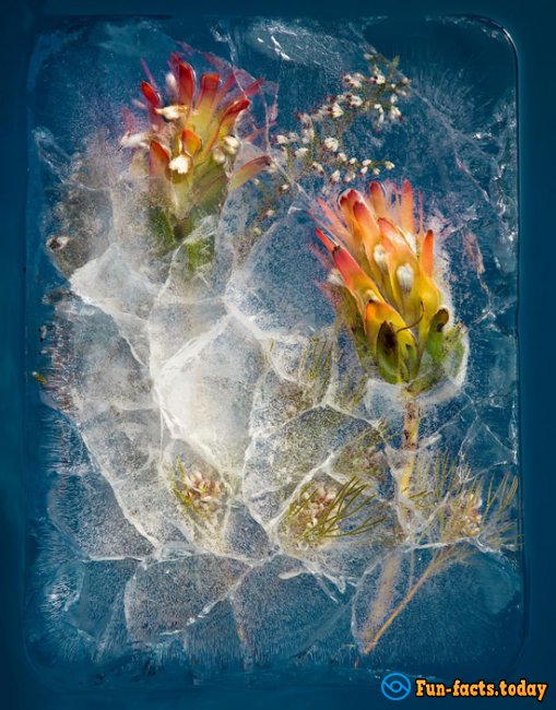 Flowers and Ice: Original Ice Bouquets