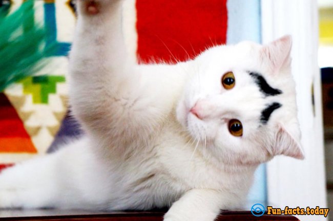 10 Animals of Instagram Which are More Popular Than You Part II