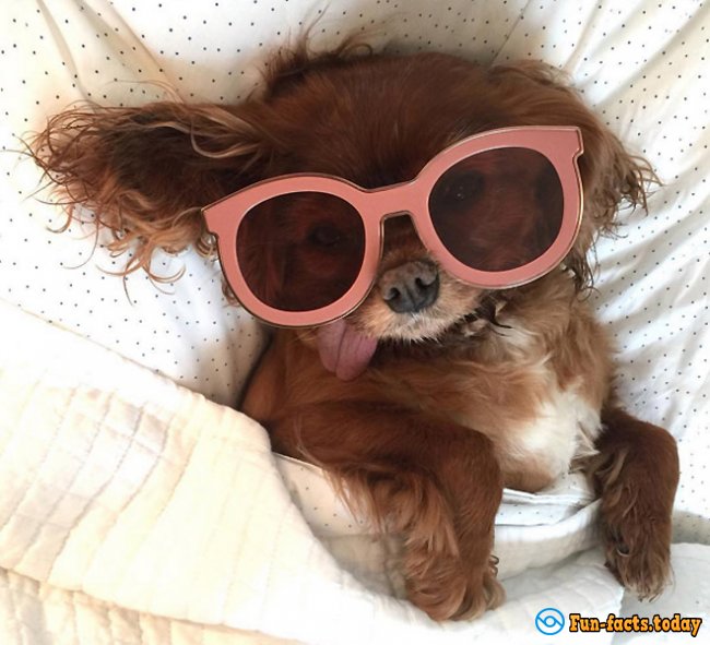 10 Animals of Instagram Which are More Popular Than You Part II