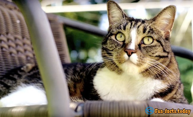 The Smartest Cat In The World: Cat From Australia Made A New World Record