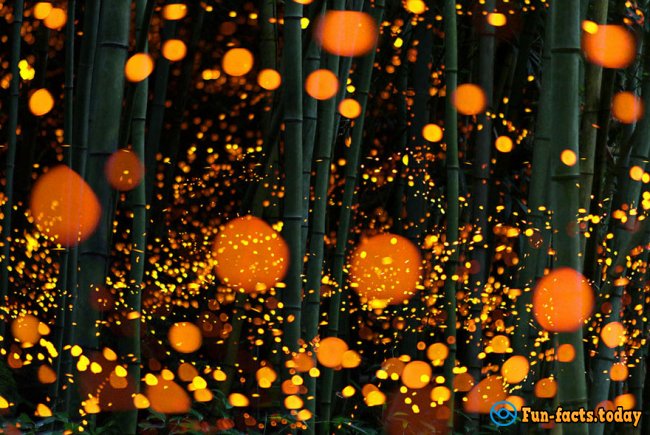 Light Show in the Forest: Fabulous Photos of Fireflies in Japan Hit the Internet
