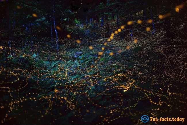 Light Show in the Forest: Fabulous Photos of Fireflies in Japan Hit the Internet