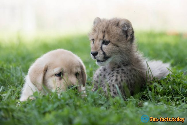 Touching Friendship of Puppy and Cheetah: How Dog Helped Predator to Recover