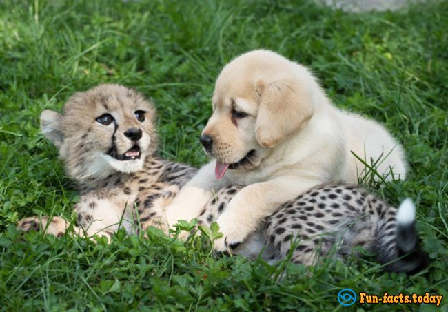 Touching Friendship of Puppy and Cheetah: How Dog Helped Predator to Recover