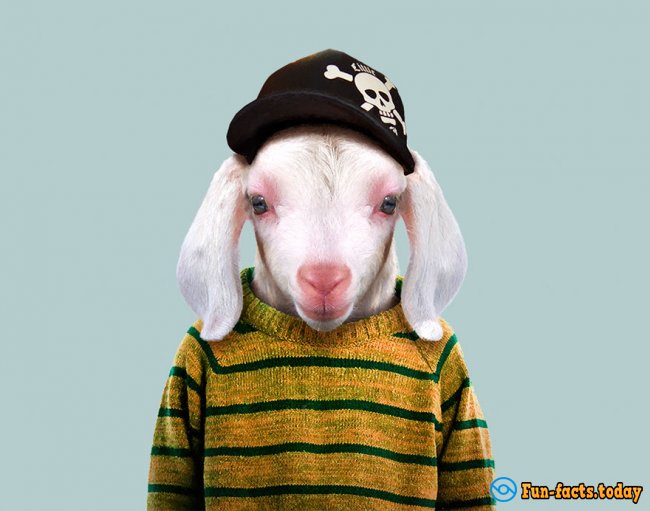 Unusual Photo Project: How Would Look Like Animals If They Wear Clothes And Go To Work