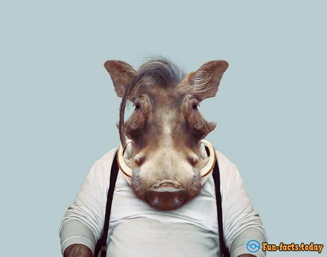 Unusual Photo Project: How Would Look Like Animals If They Wear Clothes And Go To Work