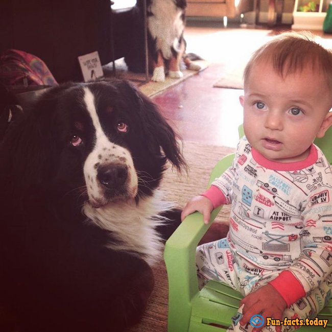 Incredible Friendship of Kids and Huge Dogs Touched the Entire Internet