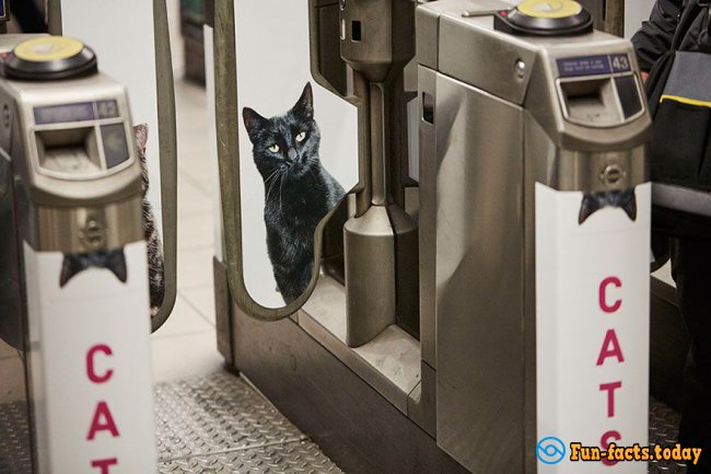 Dozens of Cute Kittens Help To Fight with Advertising in the London Underground