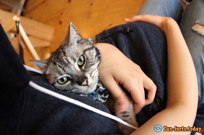Now, He Is Always With You: In Japan Come Up Clothes with Carrying For Cats
