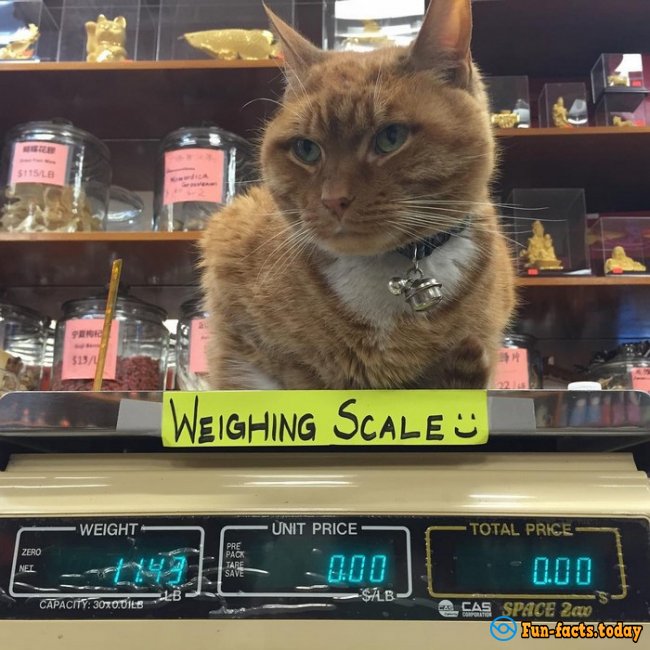 Unusual worker: Cat works in a New York shop For over 9 years