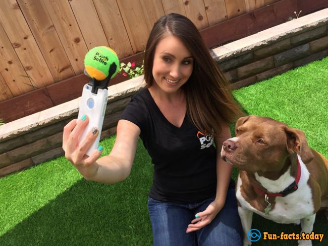 Device For Dog Selfies: Ingenious And Easy
