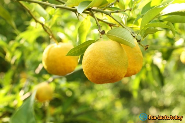 Citrus About Which You Had Never Heard