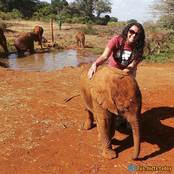 Awesome Friendship:  Ostrich Pretends That He Is An Elephant To Take Care Of Baby Elephants