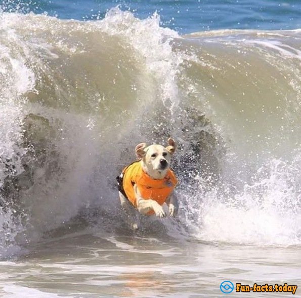 Dogs-Athletes Conquer The Ocean: In America Passed Competition For Animals