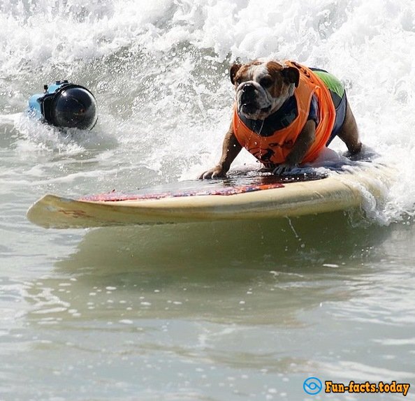 Dogs-Athletes Conquer The Ocean: In America Passed Competition For Animals