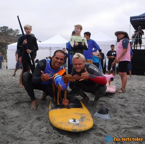 Dogs-Athletes Conquer The Ocean: In America Passed Competition For Animals