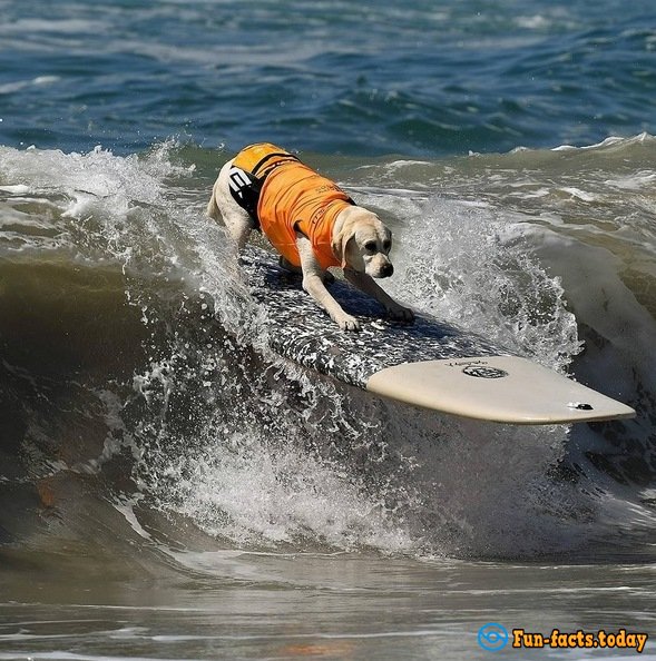 Dogs-Athletes Conquer The Ocean: In America Passed Competition For Animals