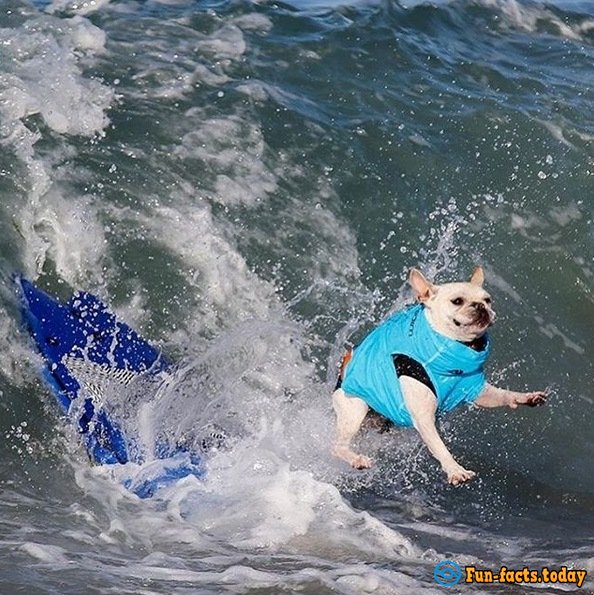 Dogs-Athletes Conquer The Ocean: In America Passed Competition For Animals