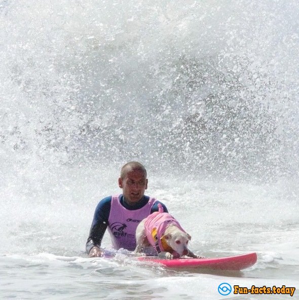 Dogs-Athletes Conquer The Ocean: In America Passed Competition For Animals