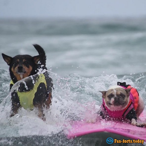 Dogs-Athletes Conquer The Ocean: In America Passed Competition For Animals