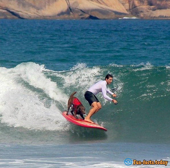 Dogs-Athletes Conquer The Ocean: In America Passed Competition For Animals