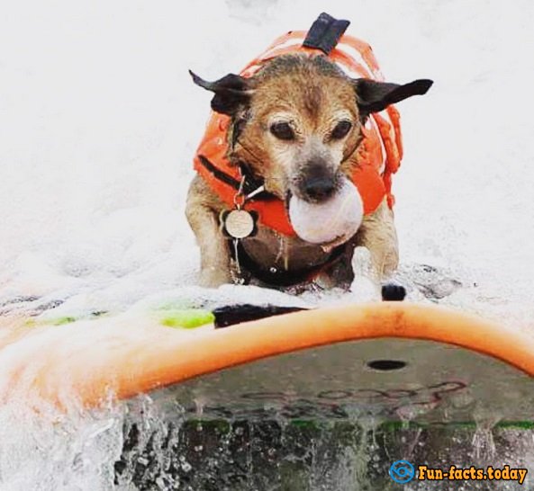 Dogs-Athletes Conquer The Ocean: In America Passed Competition For Animals