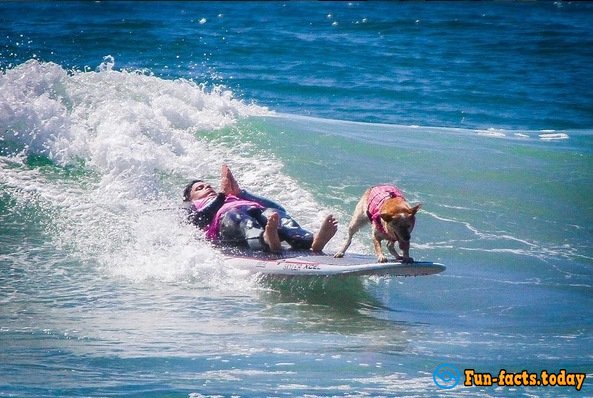 Dogs-Athletes Conquer The Ocean: In America Passed Competition For Animals