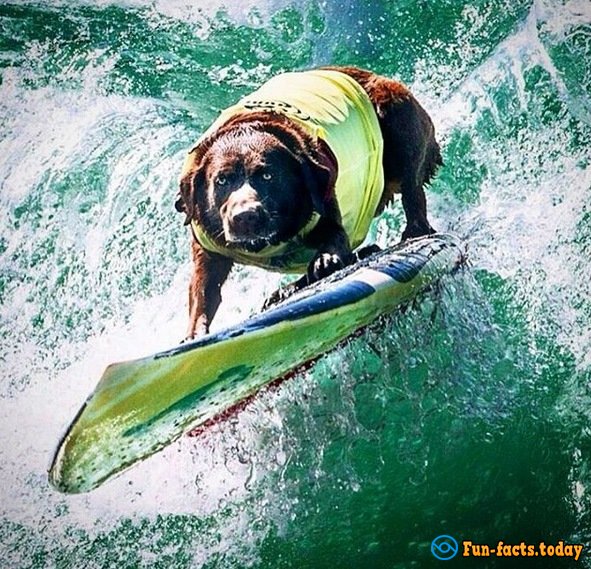 Dogs-Athletes Conquer The Ocean: In America Passed Competition For Animals